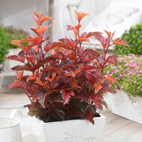 1 szt, Pęcherznica kalinolistna Little Angel - Sadzonki: Ilość w opakowaniu: 1 sadz