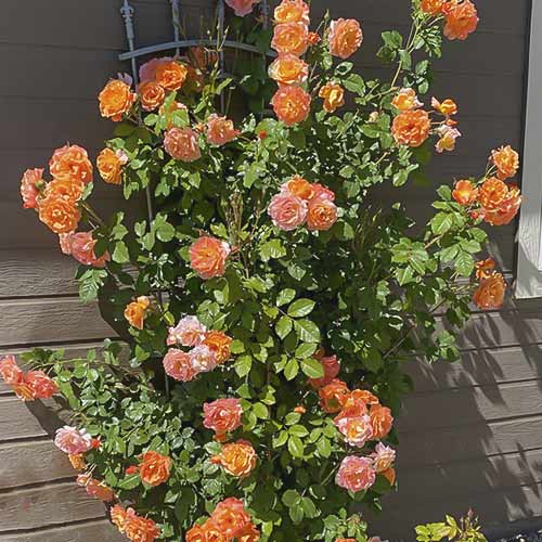 1 sadz, Róża pnąca Westerland - Sadzonki: Ilość w opakowaniu: 1 sadz