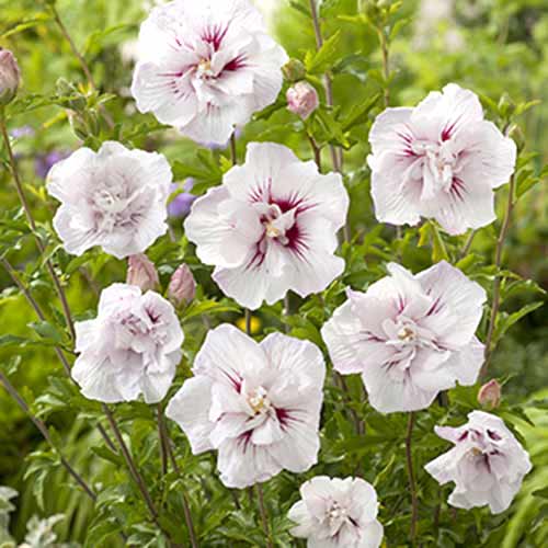 1 szt, Hibiskus China Chiffon - Byliny: Ilość w opakowaniu: 1 szt