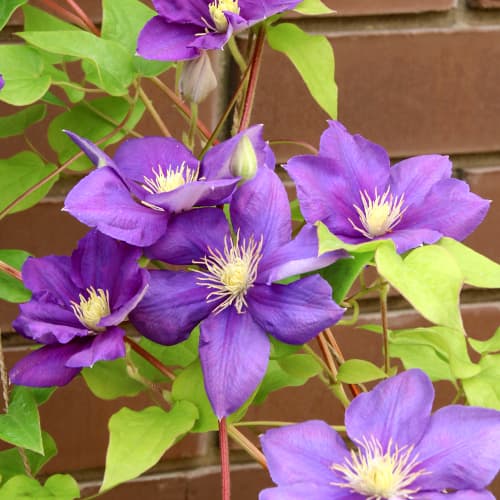 1 sadz, Clematis (Powojnik) Kaczynski - Sadzonki: Ilość w opakowaniu: 1 sadz