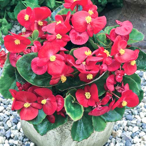 1 szt, Begonia stale kwitnąca niska Prima F1, czerwona - Nasiona: Ilość w opakowaniu: 0.1 g