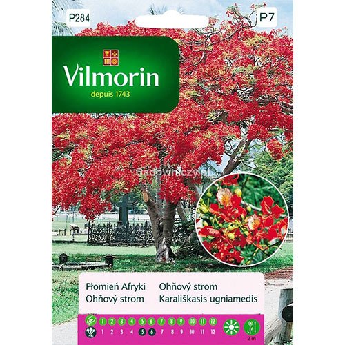 1 szt, Płomień afryki (Delonix Regia) Vilmorin - Nasiona: Ilość w opakowaniu: 4 g