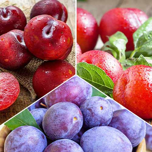 Zestaw Śliwkowe trio, 3 sadzonki - Sadzonki. Ilość w opakowaniu: 3 sadz - GradinaMax