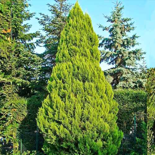 1 sadz, Cyprysik Lawsona Ellwood's Gold - Sadzonki: Ilość w opakowaniu: 1 sadz