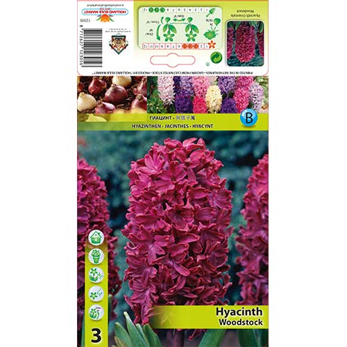 3 szt., Hiacynt Woodstock - Cebule: Ilość w opakowaniu: 3 szt.