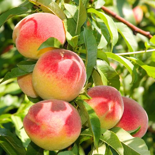 1 sadz, Brzoskwinia Harnaś - Sadzonki: Ilość w opakowaniu: 1 sadz