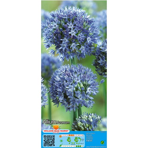 15 szt., Czosnek (Allium) Azureum - Cebule: Ilość w opakowaniu: 15 szt.