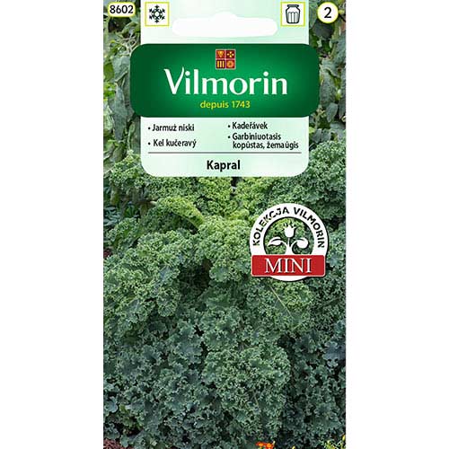 1 szt, Jarmuż Kapral niski Vilmorin - Nasiona: Ilość w opakowaniu: 2 g