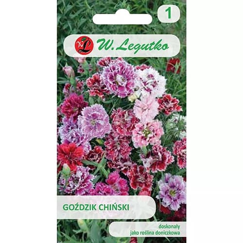 1 szt, Goździk chiński, mix kolorow - Nasiona: Ilość w opakowaniu: 1 g