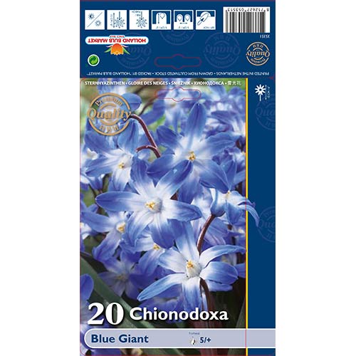 15 szt., Śnieżnik Blue Giant - Cebule: Ilość w opakowaniu: 15 szt.