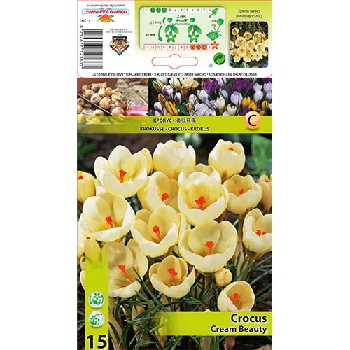 15 szt., Krokus Cream Beauty - Cebule: Ilość w opakowaniu: 15 szt.