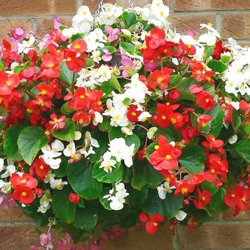 1 szt, Begonia stale kwitnąca niska Prima F1, mieszanka - Nasiona: Ilość w opakowaniu: 0.1 g