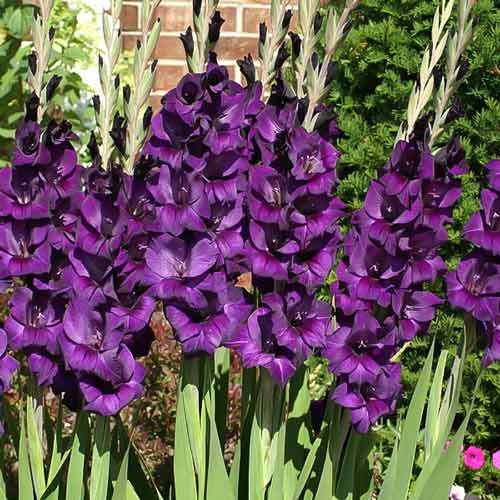 1 szt, Gladiola (Mieczyk) wielkokwiatowy Black Velvet - Cebule: Ilość w opakowaniu: 10 cebul