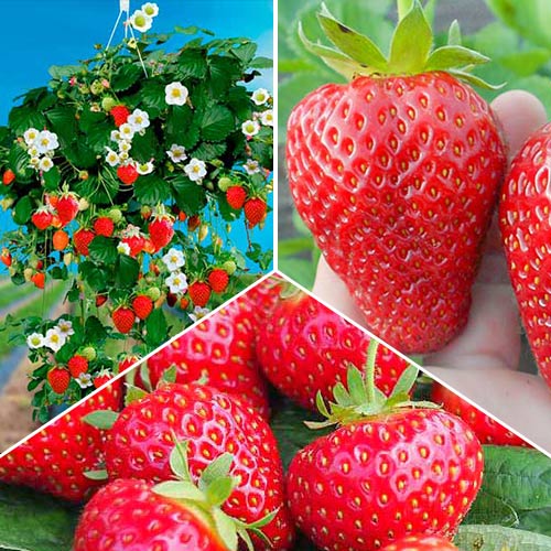 15 sadz, Super Oferta! Zestaw truskawek Cały Sezon 3 odmiany - Sadzonki: Ilość w opakowaniu: 15 sadz