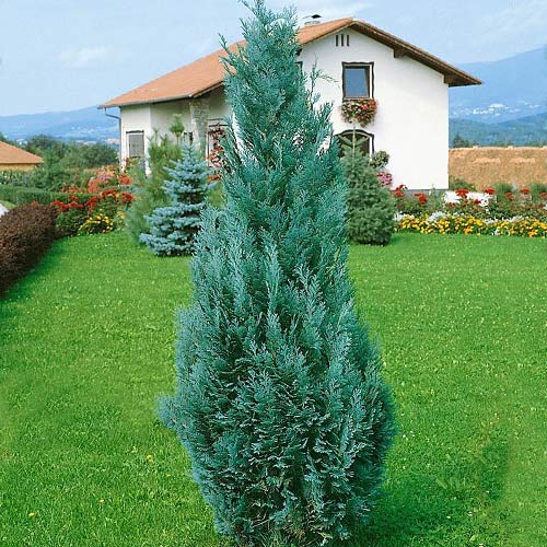 1 sadz, Cyprysik Lawsona Columnaris - Sadzonki: Ilość w opakowaniu: 1 sadz