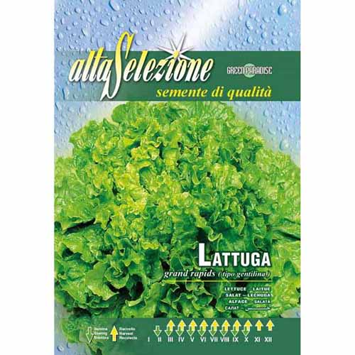 1 szt, Salata Gentilina Morami - Nasiona: Ilość w opakowaniu: 6 g