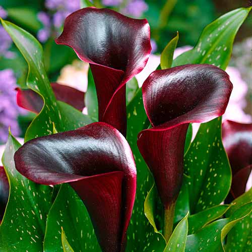 1 szt, Kalla (Cantedeskia) Schwarzwalder - Cebule: Ilość w opakowaniu: 1 cebul