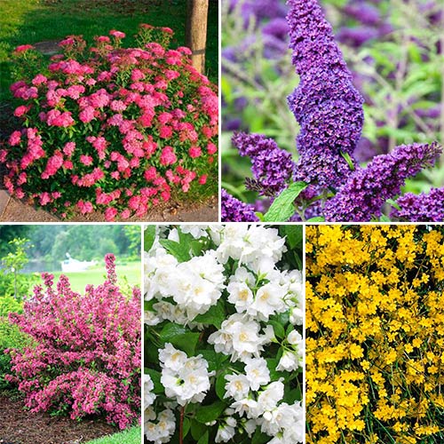 5 sadz, Super Oferta! Zestaw krzewów ozdobnych "Kwitnący Ogród", 5 sadzonki - : Ilość w opakowaniu: 5 sadz