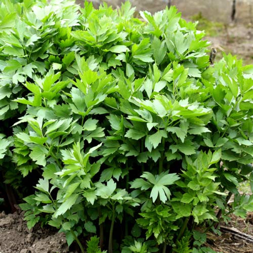 8 sadz, Lubczyk - Sadzonki: Ilość w opakowaniu: 8 sadz