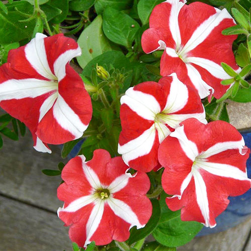 1 szt, Petunia ogrodowa biało-czerwona - Nasiona: Ilość w opakowaniu: 0.1 g