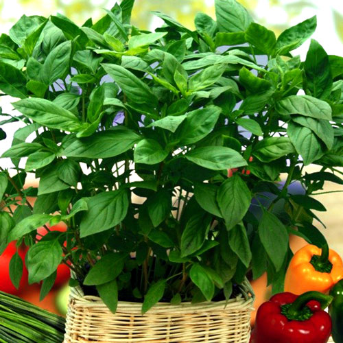 8 sadz, Bazylia Zielona - Sadzonki: Ilość w opakowaniu: 8 sadz