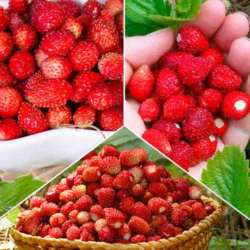 1 szt, Super oferta! Zestaw poziomek, 3 odmiany - Sadzonki: Ilość w opakowaniu: 15 sadz