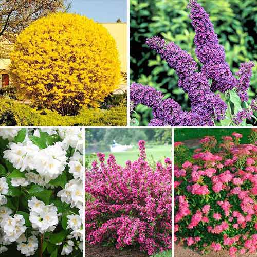 Zestaw 5 odmian dekoracyjnych krzewów - Sadzonki: Ilość w opakowaniu: 5 sadz