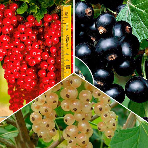 Super oferta! Zestaw Porzeczkowe Trio, 3 sadzonki - Sadzonki: Ilość w opakowaniu: 3 sadz