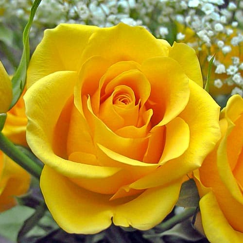 1 sadz, Róża wielkokwiatowa Kerio - Sadzonki: Ilość w opakowaniu: 1 sadz