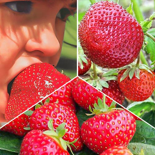 1 szt, Super oferta! Truskawki XXL, zestaw 3 odmian - Sadzonki: Ilość w opakowaniu: 15 sadz