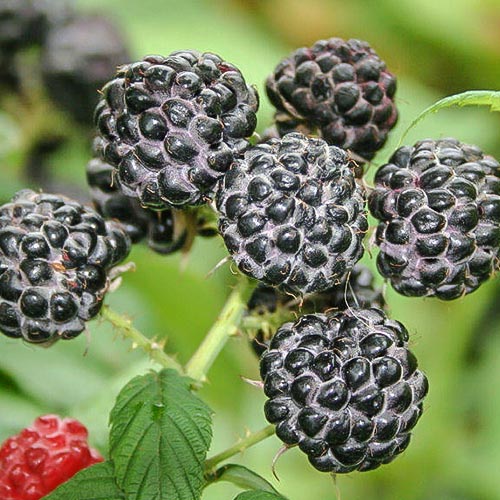 1 sadz, Malina czarna - Sadzonki: Ilość w opakowaniu: 1 sadz