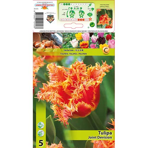 5 szt., Tulipan strzępiasty Joint Devision - Cebule: Ilość w opakowaniu: 5 szt.