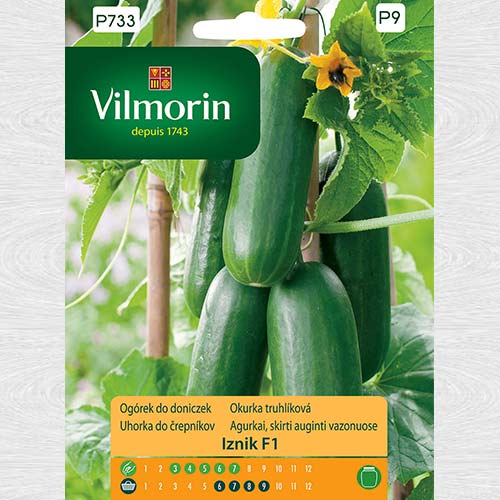 1 szt, Ogórek do doniczek Iznik F1 - Nasiona: Ilość w opakowaniu: 7 szt