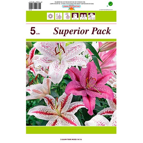 1 szt, Lilia Tiger, mix kolorów - Cebule: Ilość w opakowaniu: 5 szt.