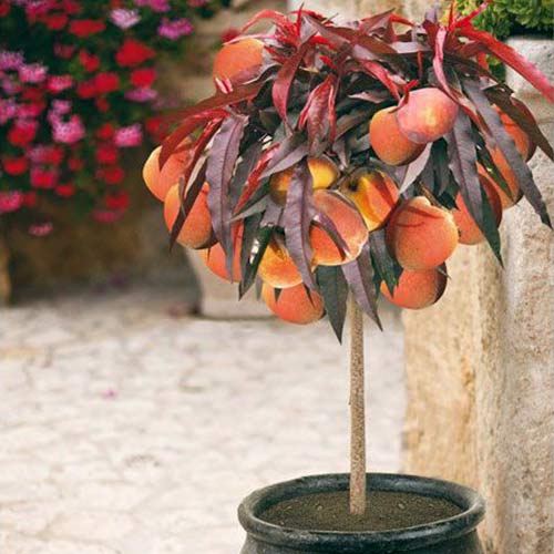 1 szt, mini Brzoskwinia Honey Red - Sadzonki: Ilość w opakowaniu: 1 sadz