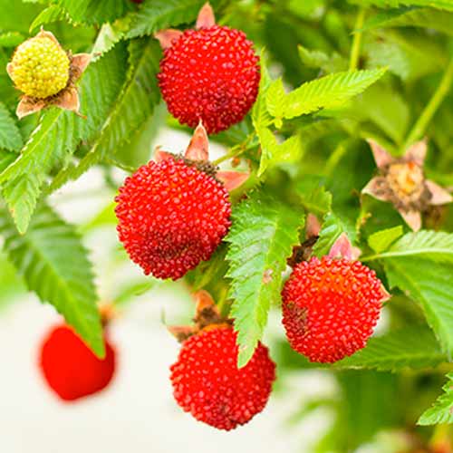 Malinotruskawka - Sadzonki. Ilość w opakowaniu: 1 szt. - GradinaMax