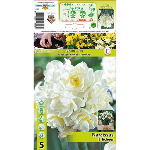 Narcyz wielokwiatowy Erlicheer - Cebule: Ilość w opakowaniu: 5 szt. - GradinaMax