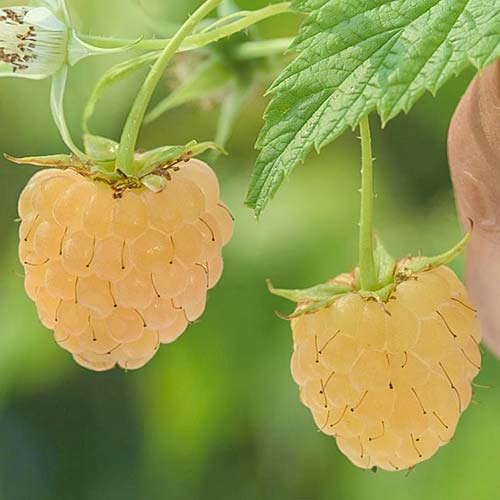 1 sadz, Malina Żółta - Sadzonki: Ilość w opakowaniu: 1 sadz