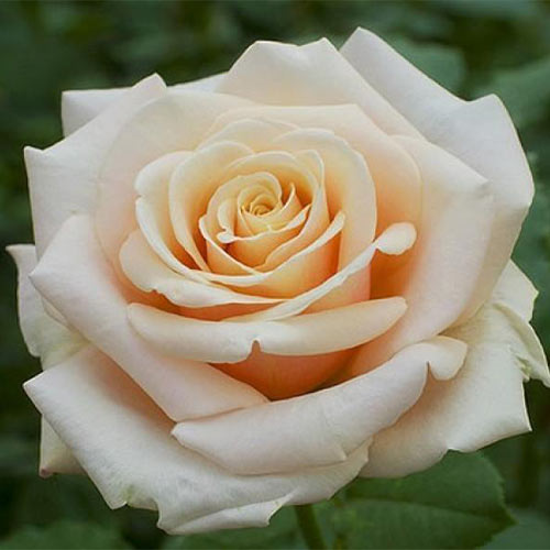 1 sadz, Róża wielkokwiatowa Paul Richard - Sadzonki: Ilość w opakowaniu: 1 sadz