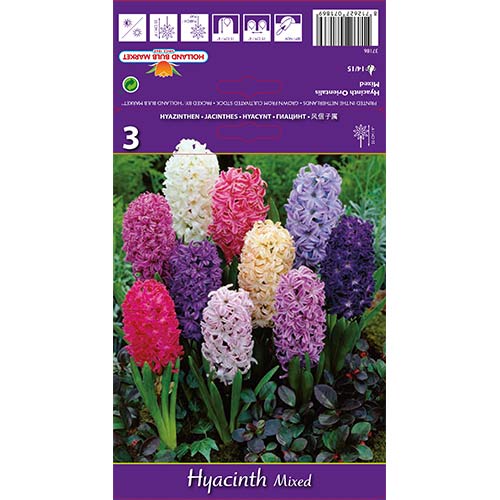 Hiacynt Spring Palette, mix kolorów - Cebule: Ilość w opakowaniu: 3 szt. - GradinaMax