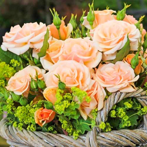 1 szt, Róża bukietowa Sweet Honey - Sadzonki: Ilość w opakowaniu: 1 sadz