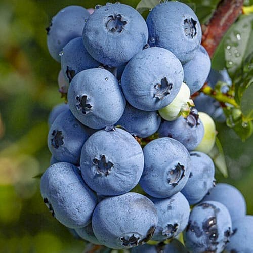 1 sadz, Borówka amerykańska Sierra - Sadzonki: Ilość w opakowaniu: 1 sadz