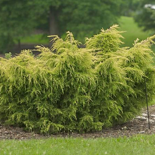 1 sadz, Jałowiec chiński Kuriwao Gold - Sadzonki: Ilość w opakowaniu: 1 sadz