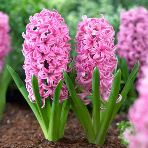 1 szt., Korzystny zakup! Hiacynt Pink Pearl - Cebule: Ilość w opakowaniu: 1 szt.