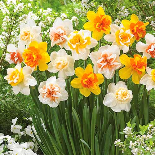 5 szt., Narcyz Double, mix kolorów - Cebule: Ilość w opakowaniu: 5 szt.