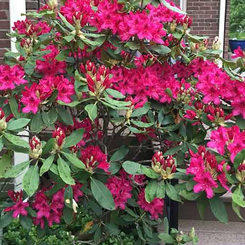 1 sadz, Rhododendron (Różanecznik) Nova Zembla - Sadzonki: Ilość w opakowaniu: 1 sadz