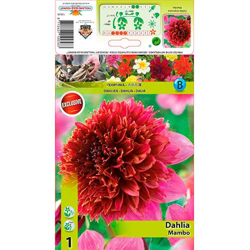 1 szt, Dalia Mambo - Byliny: Ilość w opakowaniu: 1 szt.