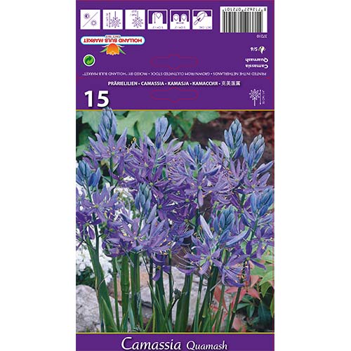 15 szt., Kamasja Quamash - Cebule: Ilość w opakowaniu: 15 szt.