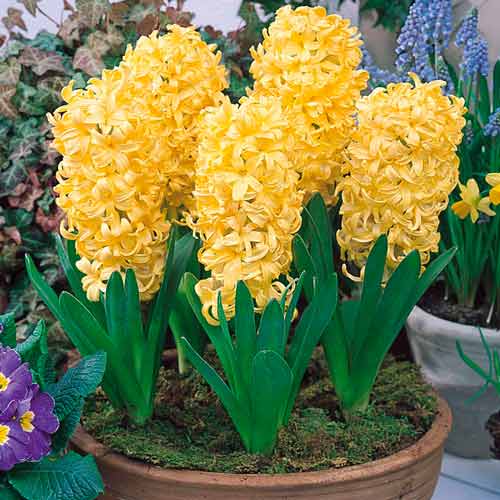 1 szt., Korzystny zakup! Hiacynt City of Haarlem - Cebule: Ilość w opakowaniu: 1 szt.