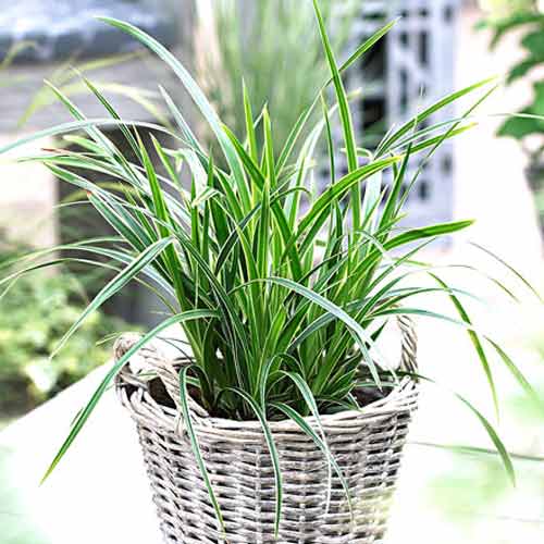 1 szt, Turzyca Morrowa Ice Dance - Sadzonki: Ilość w opakowaniu: 1 sadz